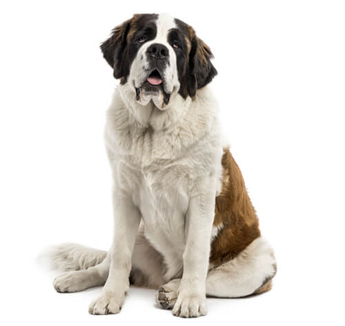 Big dogs like st bernard best sale